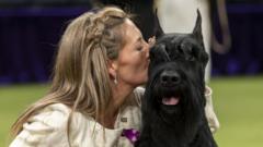 moment-giant-schnauzer-wins-westminster-kennel-club-dog-show