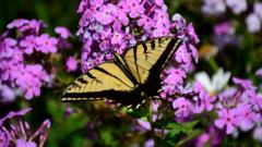 us-butterfly-populations-drop-by-22%-in-two-decades,-study-says