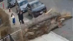 watch:-moment-falling-tree-narrowly-misses-pedestrians