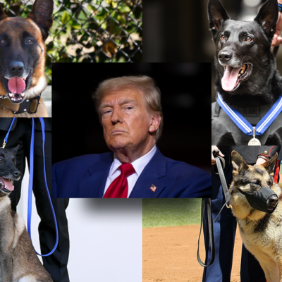 trump-salutes-‘fearless’-military,-police-dogs-on-k-9-veterans-day:-‘canine-courage’