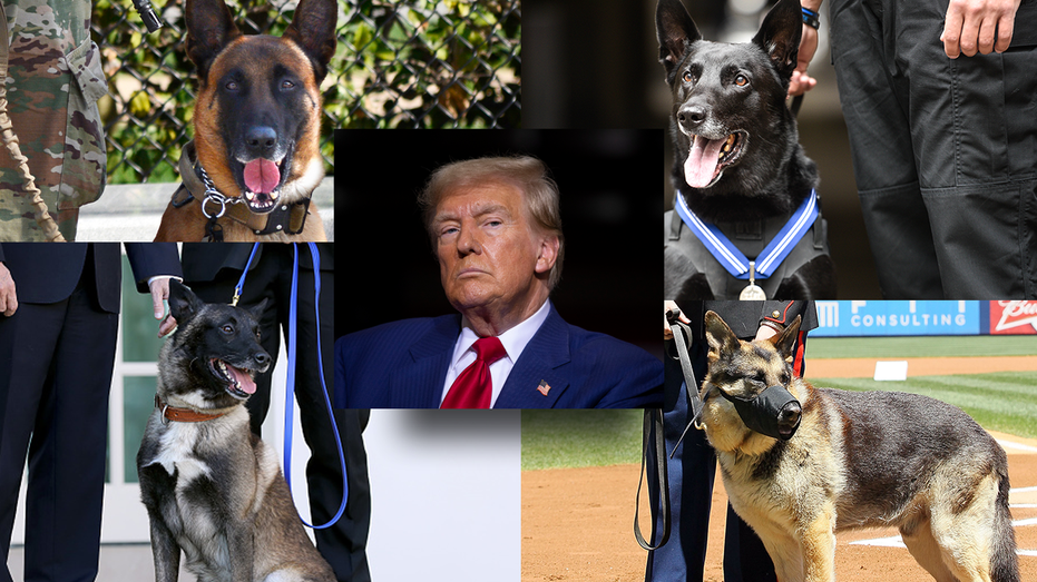 trump-salutes-‘fearless’-military,-police-dogs-on-k-9-veterans-day:-‘canine-courage’