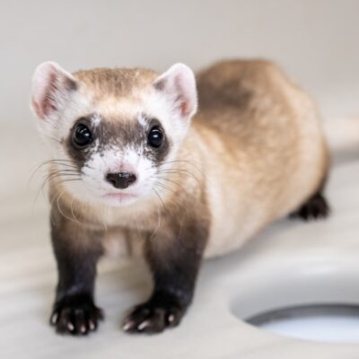 ferrets,-water-testing-and-future-scientists-at-risk-due-to-doge-spending-cuts